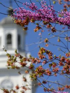 Cherry blossoms on the Johns Hopkins University Homewood campus.